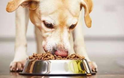 Tips for identifying the authenticity of Peak dog food