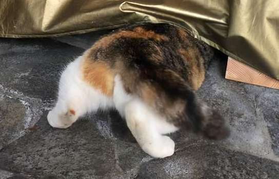 Why does the cat have blood on its butt? There is blood on it