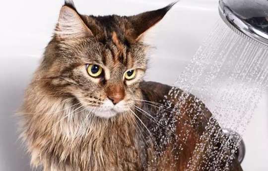 Why can cats take a bath?