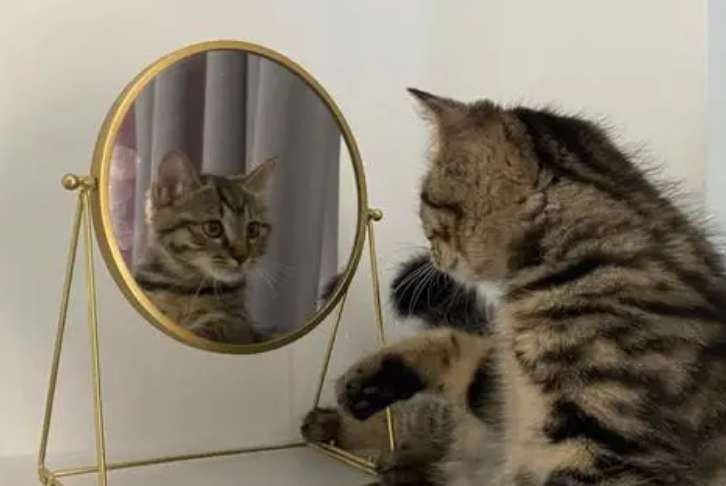 Why Cats go crazy when they see mirrors