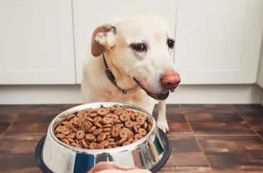 Simple ways to make dog food