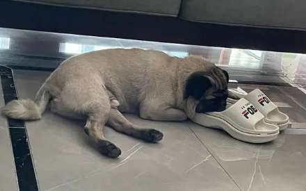 Why do dogs Dogs like to play with their owners' shoes