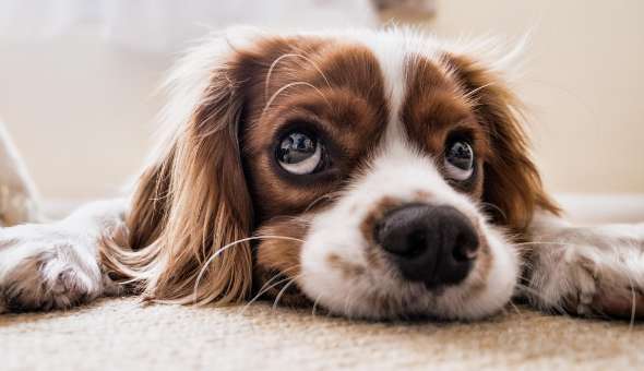 Why do dogs lick the ground after licking their feet?