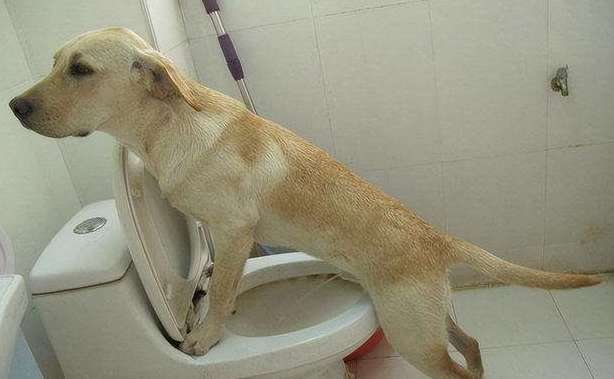 Why Dogs only step on their front feet when going to the toilet