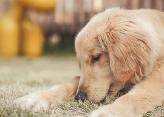 How much does a golden retriever cost approximately per month?