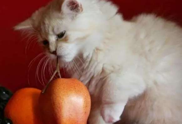 Do cats like to eat apples?