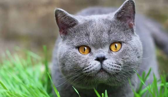 Are there risks in buying pet cats online?