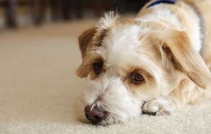  Why dogs behave irrationally