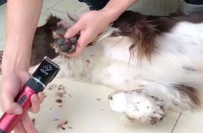 Why are dogs afraid of having their soles of hair trimmed?