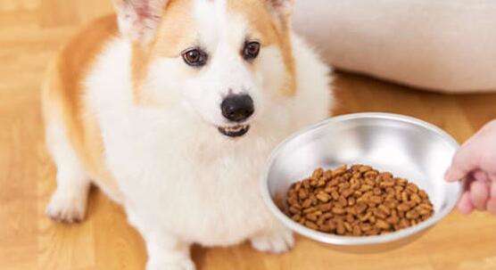How to feed Corgi dog food well