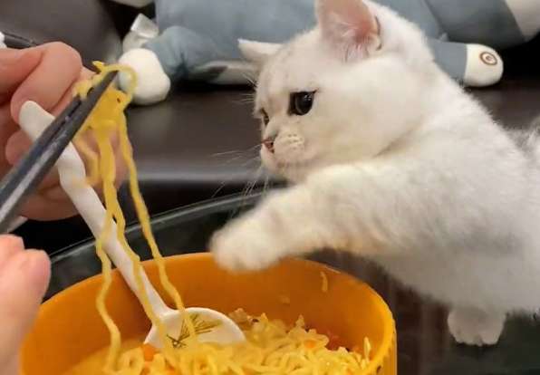 Why do cats vomit after eating instant noodles?