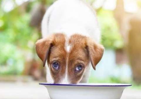 Can dogs eat rice soup?