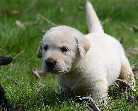 How much does a Labrador puppy usually cost?