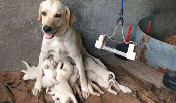 Why Dogs crawl everywhere after giving birth