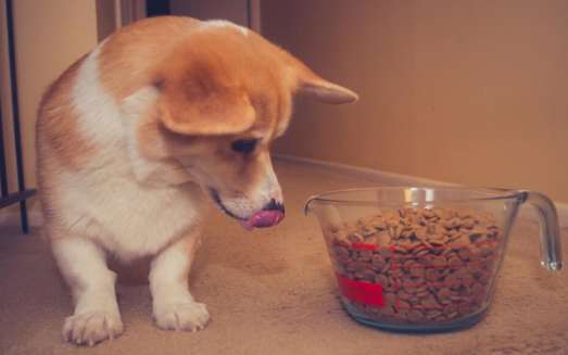 How to feed a full moon dog with dog food?