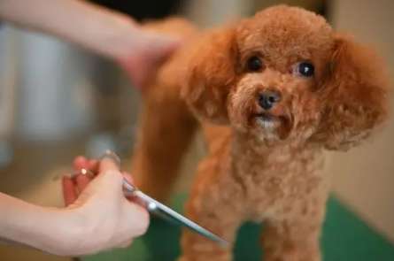 Why Will dogs react to hair cutting? width=