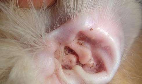 Why do dogs have ear mites?