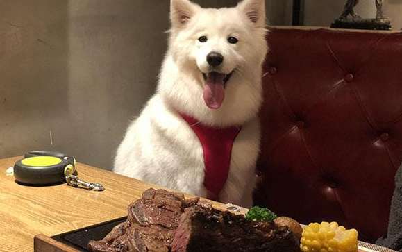 Why do dogs watch people eat?