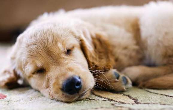  Why do dogs keep barking while sleeping?