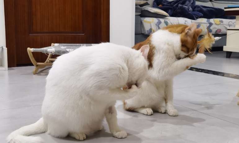 Why do cats do What about synchronized movements?