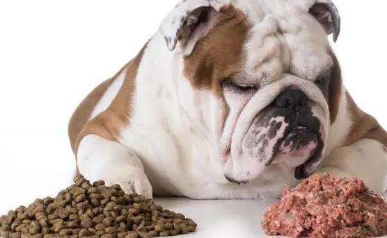 How to stop dogs from eating dog food