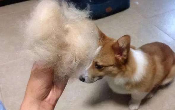 Why do dogs keep losing hair?