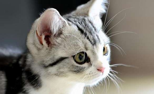 Why do cats have their ears cropped symmetrically?