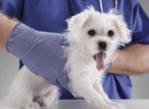 Why is it more expensive to treat dogs than humans?