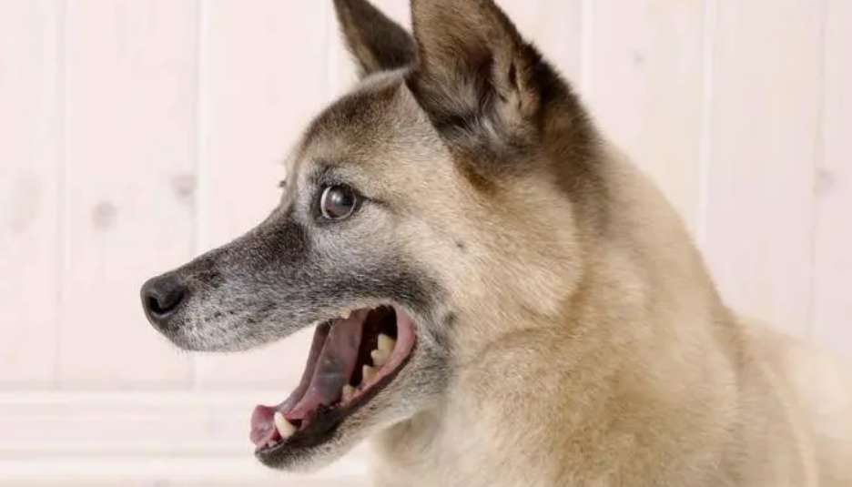 Why do dogs have big mouths?