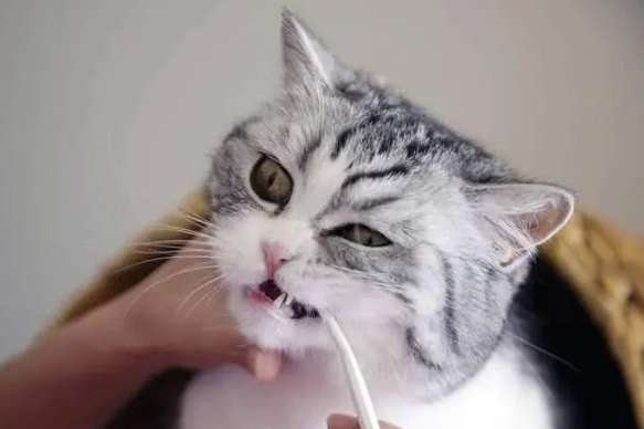 Why don't cats lose their teeth?