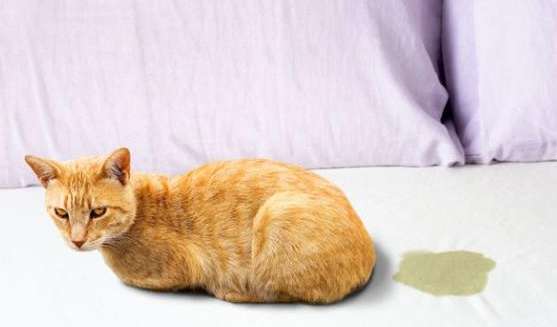 Why do cats like to urinate on the bed?