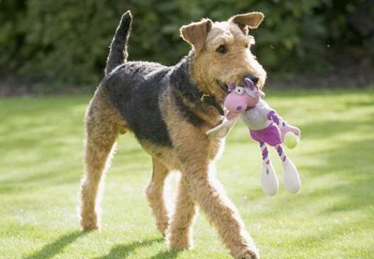 Why do dogs rub toys? What about rubbing toys? width=