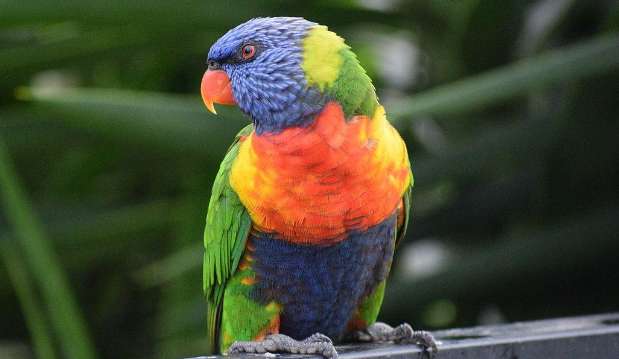 Is it illegal to keep a lorikeet?