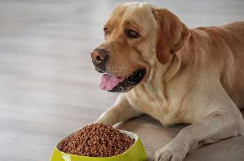 How to prepare dog food into feed