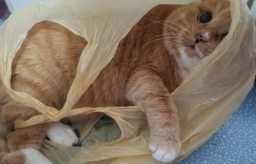 Why did the cat suddenly scratch the bag?