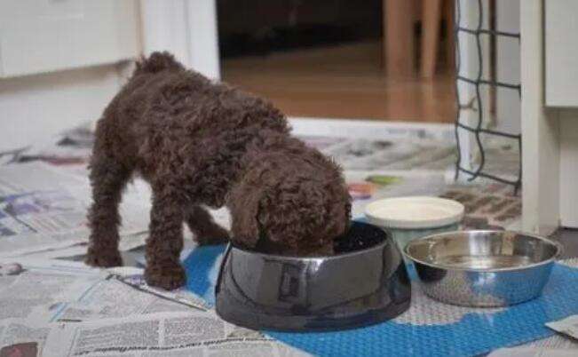 How to change the dog food for the newly bought Teddy?