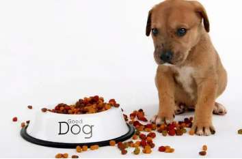 How to feed a dog dog food
