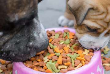 How to check the quality of dog food