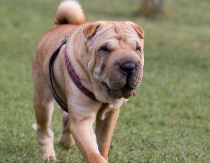 This article tells you what you should pay attention to when raising Shar-Pei dogs?