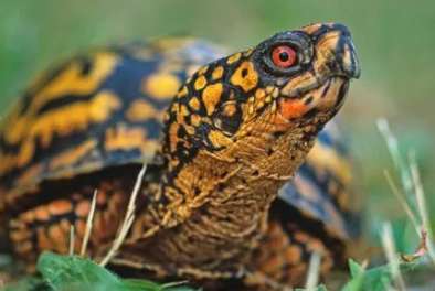 Instructions for raising turtles, the protection level of the Eastern Box Turtle!