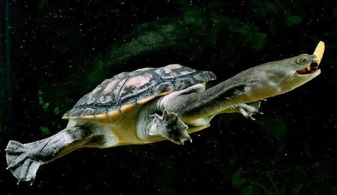 How do long-necked turtles eat? Owners can learn how to eat