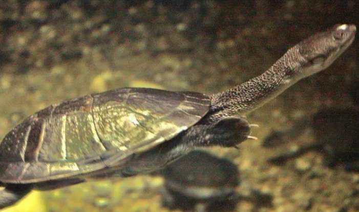 How do long-necked turtles eat? Breeders, let’s learn