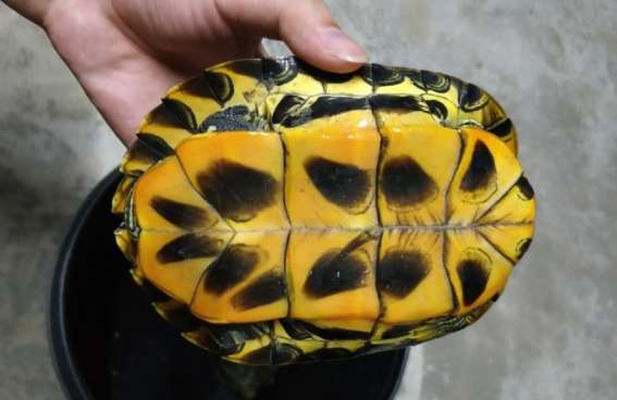 What is the difference between the Grande painted turtle and the Brazilian turtle? You must distinguish it ~