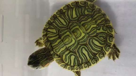 What is the difference between the Grande painted turtle and the Brazilian turtle? Be sure to distinguish~