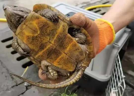 ハシボシガメが保護動物のレベルがわかりません。ここを見てください