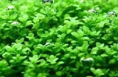 What kinds of foreground aquatic plants are suitable for fish aquariums?