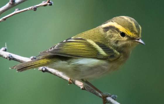 What do yellow-rumped orioles eat? Let the owners find out