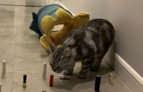﻿How good are cats at avoiding obstacles, do you think?