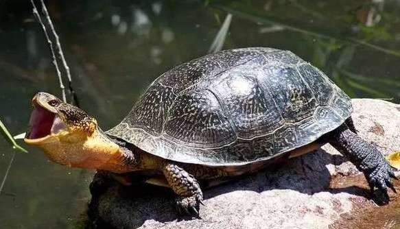 How to raise a meteor turtle? Breeders, let’s learn