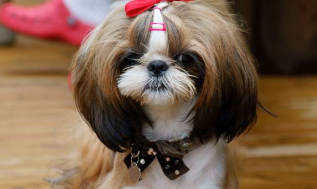 How to toilet train a Shih Tzu? Be sure to remember these points 